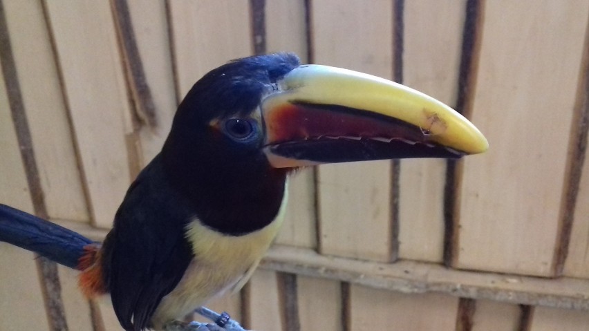Tukan ma pęknięty dziób. Zdaniem właściciela papugarni, ptak...