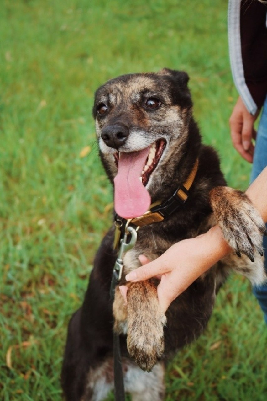 Uwaga! Osoby zainteresowane adopcją psa ze schroniska w...