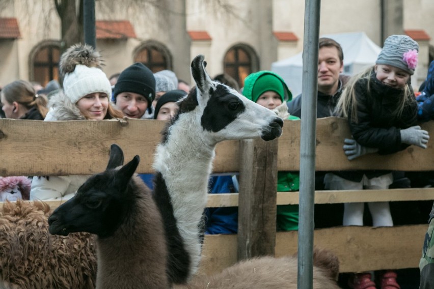 Żywa Szopka przy ulicy Franciszkańskiej w Krakowie [ZDJĘCIA]