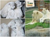 Białe lwy po raz kolejny urodziły się w Zoo Safari w Borysewie