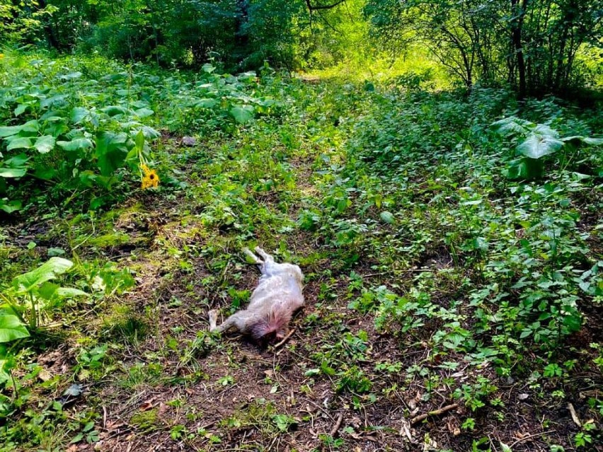 Kozioł z Dziwiszowa został brutalnie zabity. Podejrzany w rękach policji