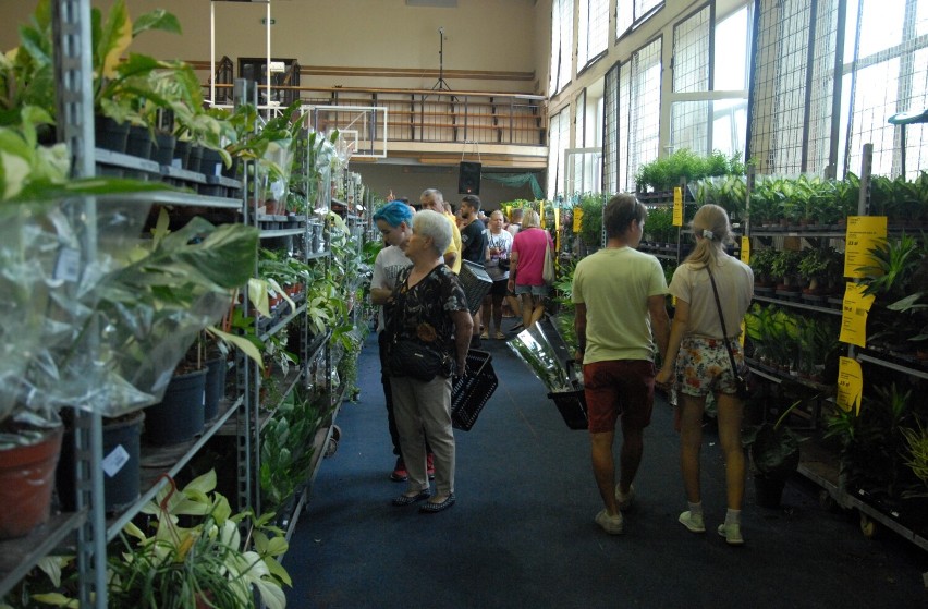 Tłumy kupujących na festiwalu roślin w Piotrkowie. Wyjątkowe okazy dla kolekcjonerów roślin VIDEO, ZDJĘCIA
