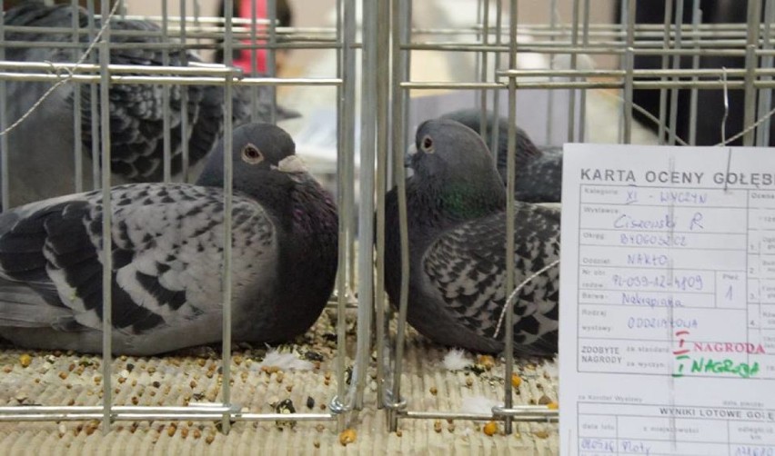 Osiek nad Notecią: wystawa gołębi pocztowych
