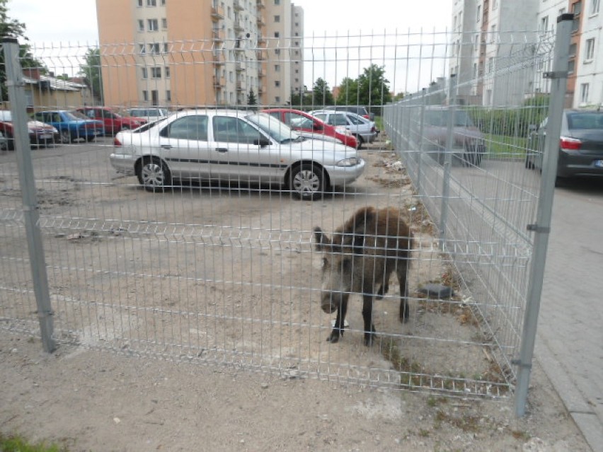 Zagubiony dzik w Elblągu