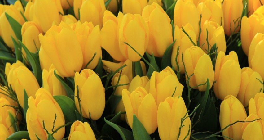 Żółte tulipany...