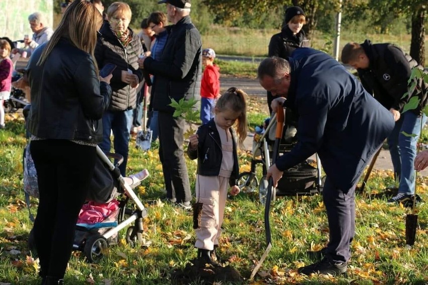 Kolejne drzewa w Czeladzi posadzone zostały ostatnio w...