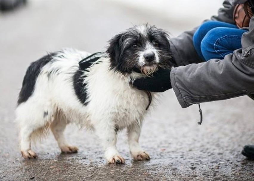 Nie kupuj, adoptuj: Paprotka, Pimpek, Happy i Neon