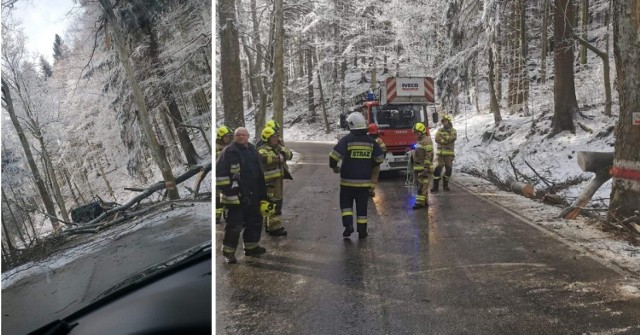 Powalone drzewo na trasie Karłów-Kudowa Zdrój. Interweniowały służby. Droga przejezdna