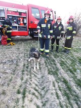 Konin: Strażacy uratowali uwięzionego psa