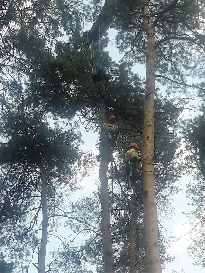Spadochroniarz z drzewa czuje się dobrze i chce wrócić do skakania