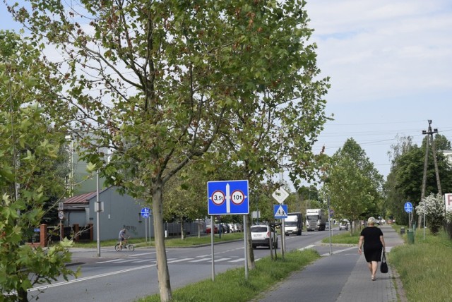 Przy alei Niepodległości na odcinku od ulicy Cichej do ronda Solidarności marnieją dwudziestoletnie platany. Zakład Utrzymania miasta zapewnia, że nie chorują, a ich stan się poprawia. Mogły im zaszkodzić ubiegłoroczna susza lub majowe przymrozki.