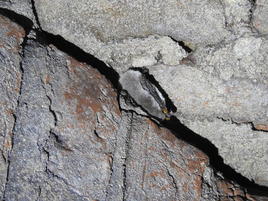 Nietoperze co roku zimują w studni zamku w Kwidzynie. Podglądali je naukowcy z UMK [ZDJĘCIA]