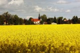 Kwitnące rzepakowe pola w Legnicy i okolicy, zobaczcie zdjęcia