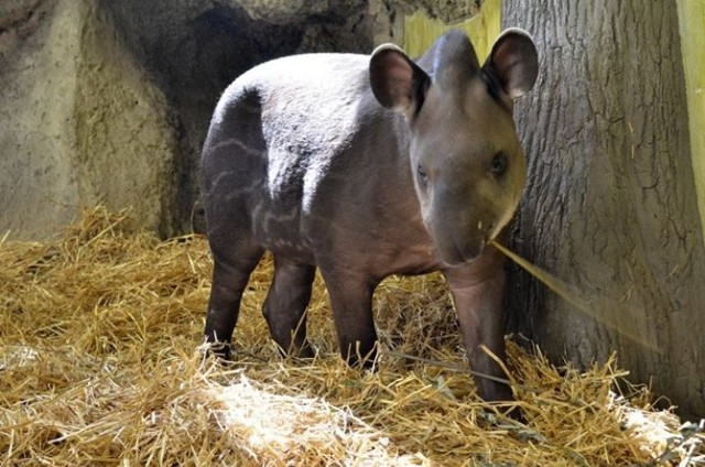 Fiona, samiczka tapira z zoo w Łodzi