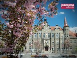 Wałbrzych - miasto kwitnącej wiśni (ZDJĘCIA)