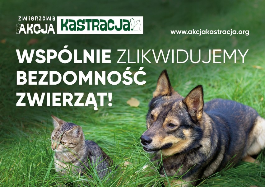 Jak rozwiązać problem bezdomności zwierząt w Polsce? Istnieje tylko jedno skuteczne rozwiązanie