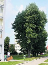 Gdańsk Oliwa: Z ulic znikają drzewa, a nowych nasadzeń nie ma. Kto za to odpowiada?