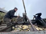 Karp na wigilię z Grobli Kluki już odławiany. Ile w tym roku trzeba będzie zapłacić za rybę przed Bożym Narodzeniem? CENY  FOTO, VIDEO