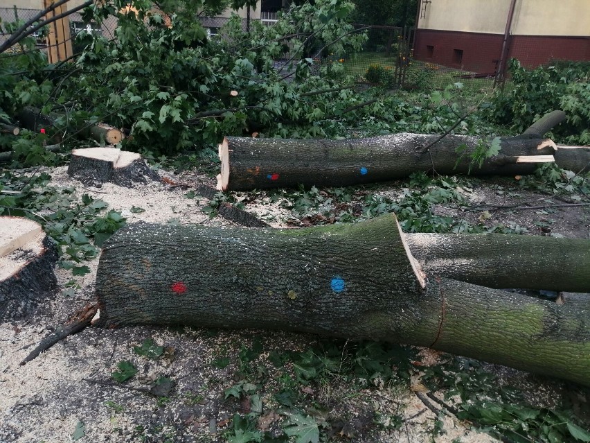 Leszno. Kolejne wycinki na Fabrycznej. Mieszkańcy alarmują - wycinają drzewa objęte zakazami: ,,na niektórych były gniazda''