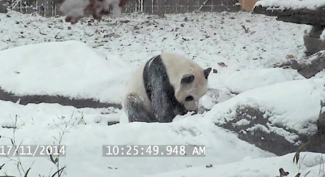 Słodka panda robi fikołki w śniegu [wideo]