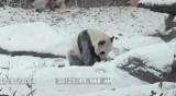 Słodka panda robi fikołki w śniegu. Zobaczcie wideo