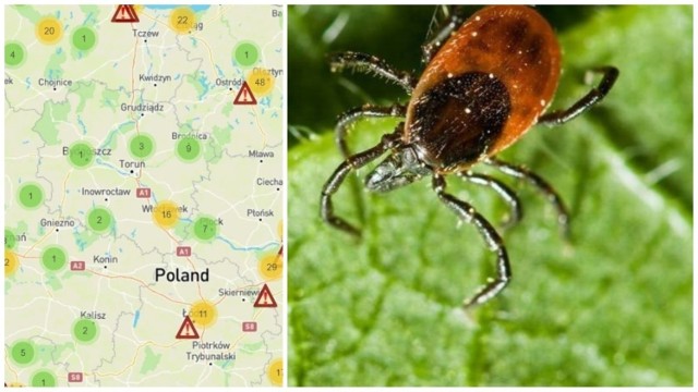 Sprawdź, gdzie dokładnie zaatakowały kleszcze. 

INFORMACJE NA NASTĘPNYCH SLAJDACH >>>>> 

Źródło: ciemnastronawiosny.pl/mapa-kleszczy