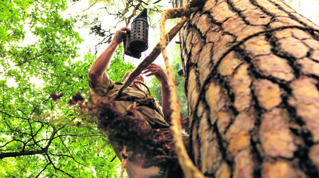 Na Podlasiu projekt "Tradycyjne bartnictwo ratunkiem dzikich pszczół w lasach" realizują cztery nadleśnictwa. O ich pracy zostanie nakręcony film, który reżyseruje Krystian Matysek.