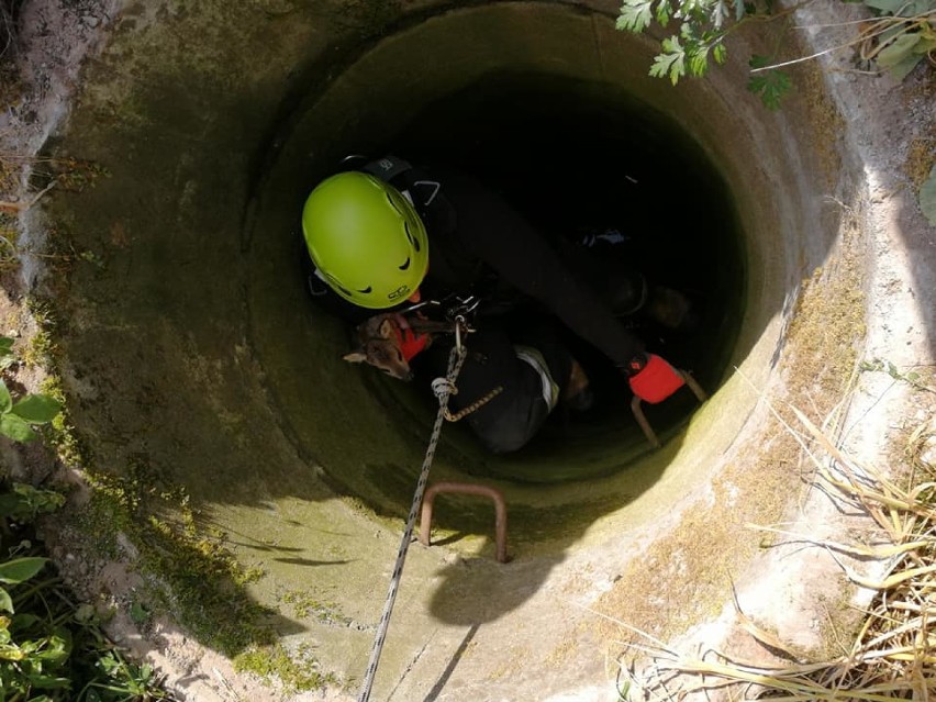 Strażacy uratowali sarenkę uwięzioną w głębokiej studni 