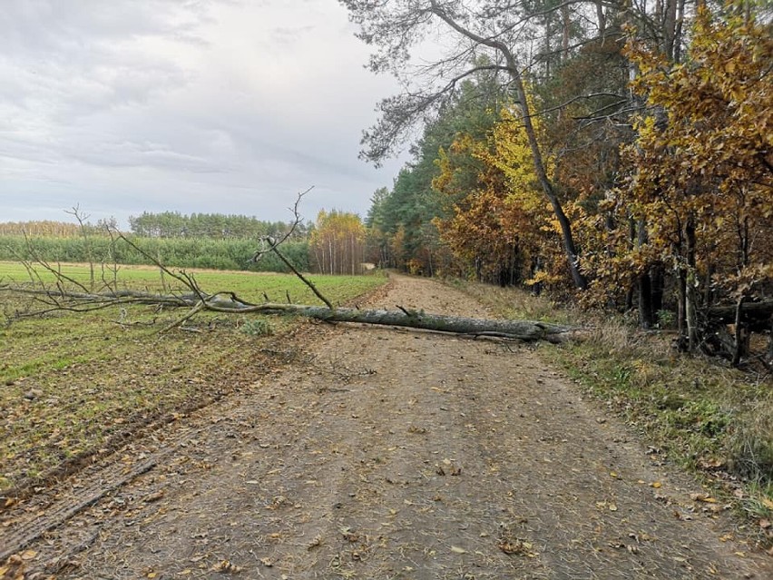 Wichura przechodzi przez Rypin i powiat rypiński. Wiatr zrywa dachy i przewraca drzewa [zdjęcia, 22.10.21]