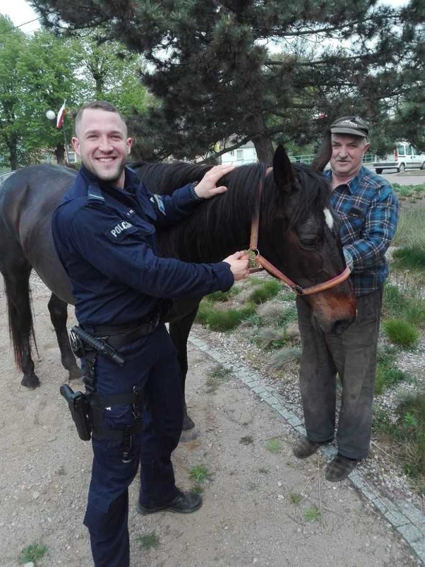 Nowy Dwór Gdański. Policjanci ujarzmili biegającego po terenie miasta konia