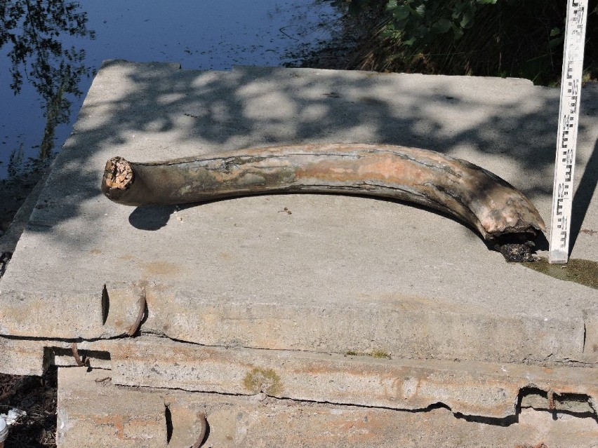 Cios mamuta odnaleziono w Zawadzie
