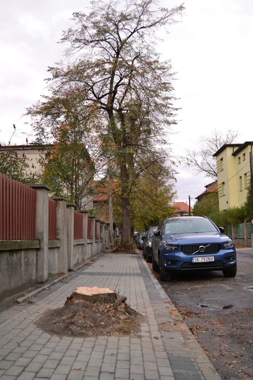 Wycięto drzewa w Rybniku przy Ligonia. Zbulwersowani mieszkańcy pytają czy tak walczy się ze smogiem?