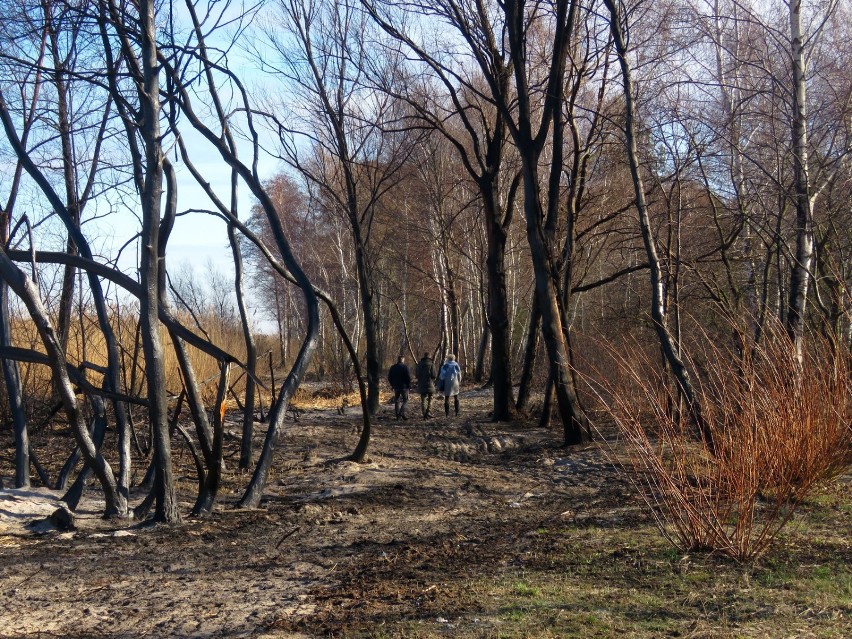 Wielkie sprzątanie w Trzebieży zakończone. Nie ma śladu po spalonej promenadzie