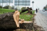Władze Inowrocławia chcą wydać wyrok na 70 drzew 