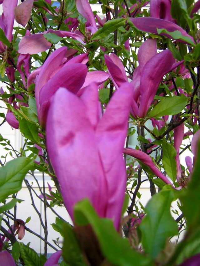 Magnolia purpurowa. Fot. Isabella Degen