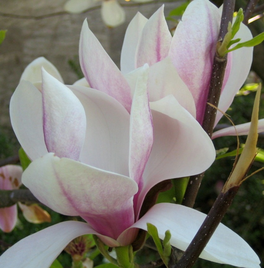 Magnolia gwiaździsta. Fot. Isabella Degen