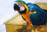 Zobaczymy kanarki i papugi na wystawie egzotycznych ptasich piękności w inowrocławskim Młodzieżowym Domu Kultury