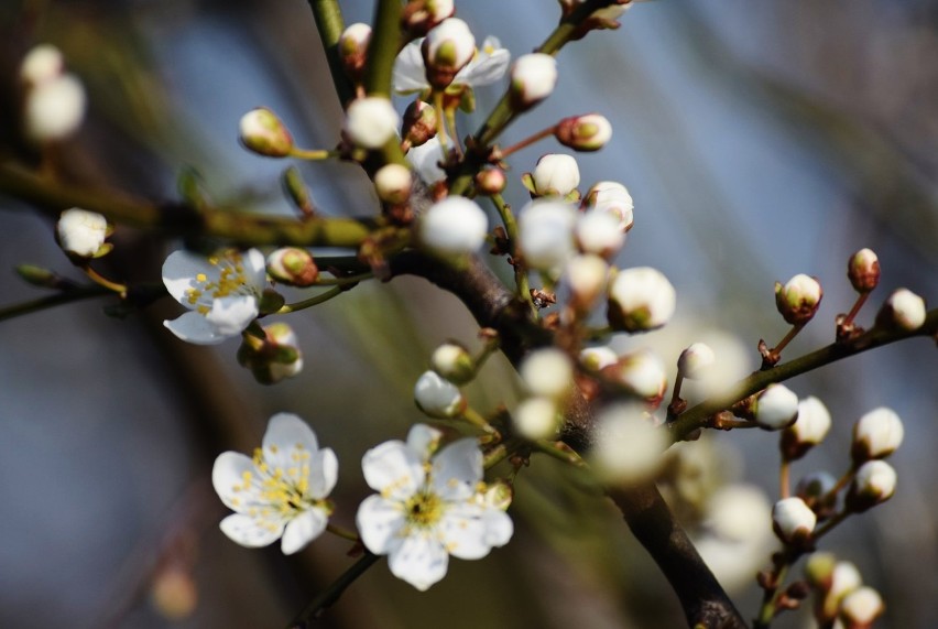 Wiosna w Sieradzu i regionie obudziła się na całego. Zapraszamy Czytelników do podsyłania własnych zdjęć (fot)
