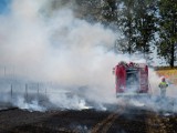 W Miliczu grasuje podpalacz lasów? Leśnicy alarmują o kilku pożarach lasów w tym samym miejscu!