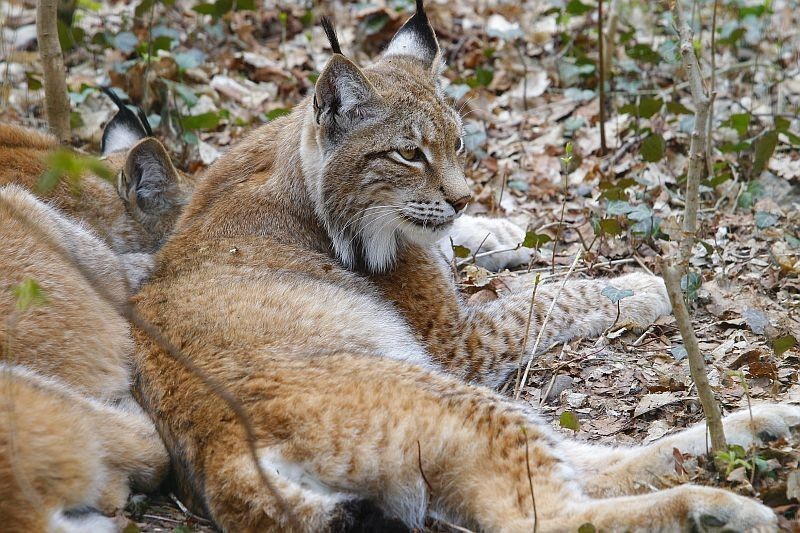 Zoo w Poznaniu - Rodzina rysiów na nowym wybiegu