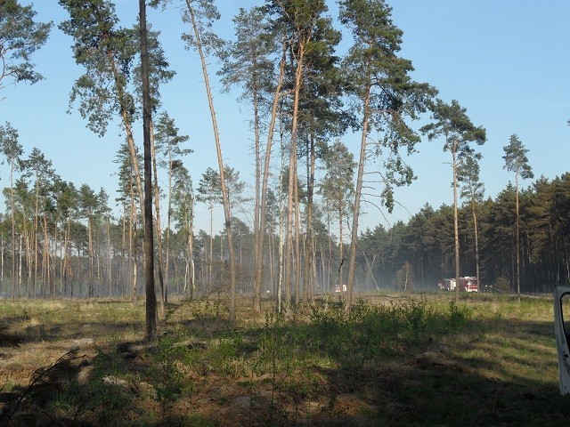 Dębowiec: Znów palił się las. W akcji brało udział 21 jednostek straży [FOTO]