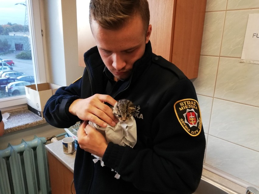Straż Miejska w Gdyni znalazła porzucone kociaki. Funkcjonariusze szukają dla nich domu