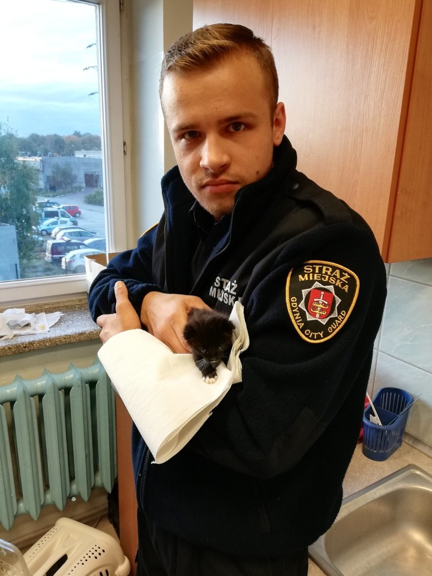 Straż Miejska w Gdyni znalazła porzucone kociaki. Funkcjonariusze szukają dla nich domu