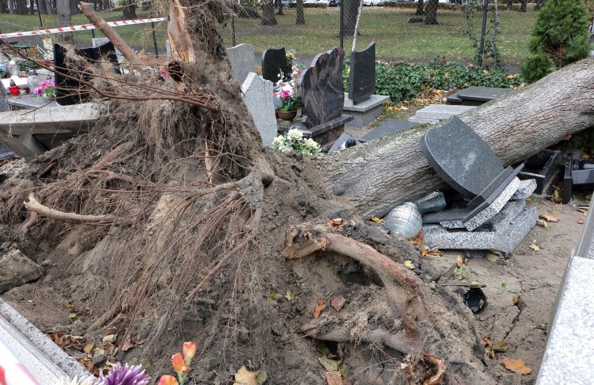 Wyrwane z korzeniami drzewo na cmentarzu farnym w Grudziądzu...