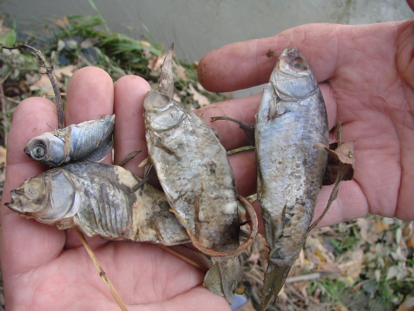 Setki zdechłych ryb na brzegach Młynówki [ZDJĘCIA]