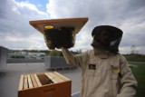 Światowy Dzień Pszczół w Legnicy - szykujcie się na warsztaty!