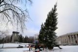 Świąteczne drzewka ozdobią nasze miasto