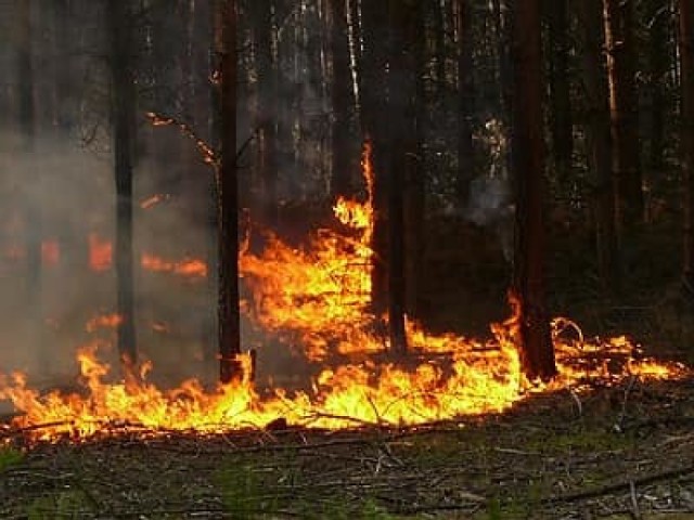 Pożar lasu w Straduniu