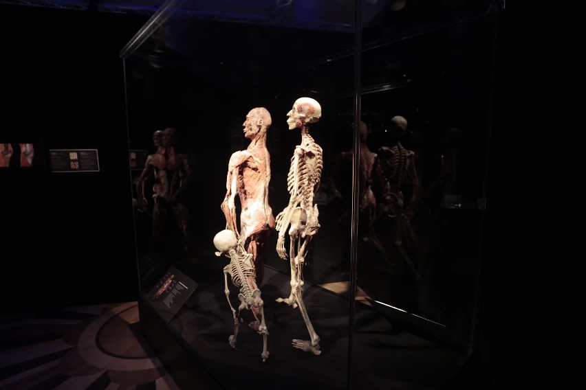 Body Worlds Warszawa. Wystawa powróciła do PKiN w nowej odsłonie. Na ekspozycji ponad 150 prawdziwych ludzkich ciał