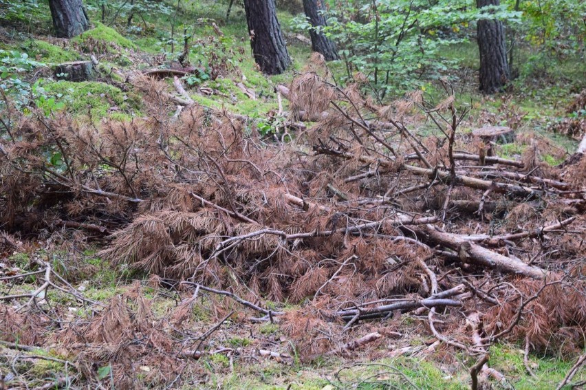 Wycinka drzew w Mikoszewie. Nadleśnictwo Elbląg wyjaśnia: nie ma powodu do obaw